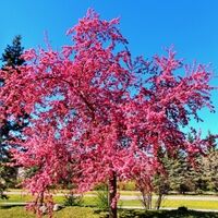 Cherry Tree Blossoms: Pieces, Chants, Songs
